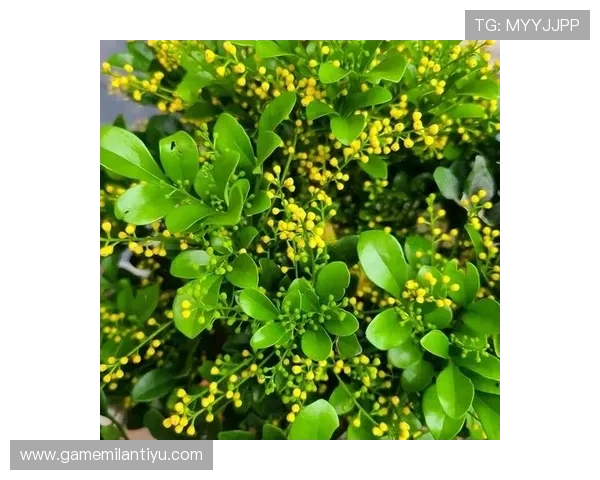 米兰开花的时间受哪些因素影响以及不同品种的开花时间差异 米兰开花的时间受哪些因素影响以及不同品种的开花时间差异